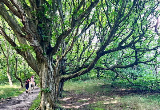 24-07-01 11-32-34 0058